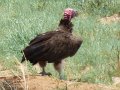 vautours 04 Kalahari